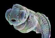 4-day-old Zebrafish Embryo Micrograph Image, Wellcome Image Awards 2014