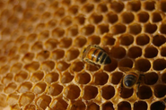 Bee Propolis Benefits
