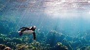 Fun Facts About Galapagos Penguins | Happy Gringo Travel Blog