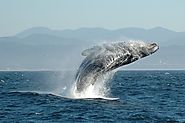 Four Whales Often Spotted while on a Galapagos Cruise | Happy Gringo Travel Blog