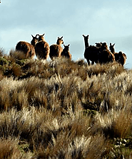 Alpacas of Ecuador's Andes | Happy Gringo Travel Blog