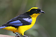 8 Birds you can find in Ecuador - Birding paradise - Happy Gringo