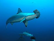 Four Sharks to See on a Galapagos Dive Vacation | Happy Gringo Travel Blog