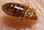 Bed bug - Wikipedia, the free encyclopedia