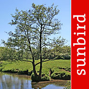 Arbre Id - Le Guide des arbres