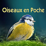 Oiseaux en poche