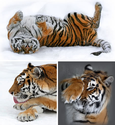 25 "Big Cat" Pictures As Captured By A Cat Whisperer | WebEcoist