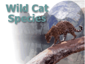 Wild Cat Species of the world