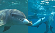 High but not dry: Dolphins filmed chewing toxic puffer fish 'to enjoy narcotic-like effects'