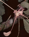 Tiny tree shrew can drink you under the table