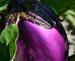 Eggplant, Beatrice