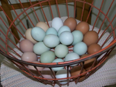Blue, Green, Brown Eggs