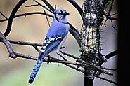 Blue Jay Spiritual Meaning and Symbolism Sign