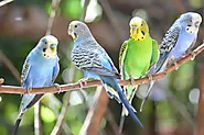 15+ Different Types of Parrots Around the World