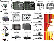 Software tools for single-cell tracking and quantification of cellular and molecular properties | Nature Biotechnology