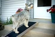 Best Dog Ramps Reviews