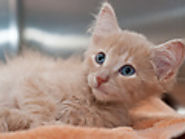 Play online jigsaw puzzles - JigsawSite.com