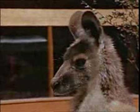 the DVD advert for Skippy