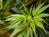 Pa. nurses group backs medical marijuana