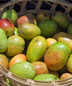 African Mango: The Miracle Weight-Loss Supplement?