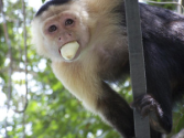 Blogging for the Monkeys « Archaeology, Museums & Outreach