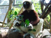 Monkeys | The Official Houston Zoo Blog