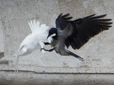 Pope's doves of peace attacked by angry birds