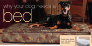 Dog Beds: Important Reasons Your Dog Should Have a Bed