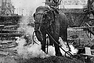 Remembering the Day When Topsy the Elephant Was Poisoned and Electrocuted to Death in Coney Island