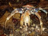 Images of the World - The Giant Coconut Crab