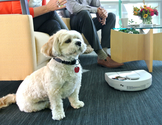 Best Holiday Gift for Pet Owners: The Neato Home Robot Vacuum