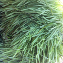 Discussing the powers of wheat grass with Derek Hannon of Greenfield Farm - by @rogeroverall