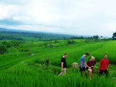 Exploring The Rice Terrace at Jatiluwih | Bali Driver - Bali Tour - Bali Guide - Bali Travel - Bali Holiday