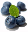 Heritage Blueberries