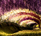 The Wisteria Flower Tunnel in Japan
