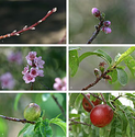 Fruit - Wikipedia, the free encyclopedia