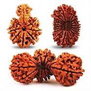 Buy Variety of Rudraksha Online at Chakra Yog