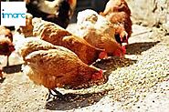 Indian Poultry Market Trends, Share, Size, Growth & Forecast 2018-2023