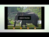 Kids Zoo Animal Sounds &Photos - Android Apps on Google Play