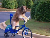 Best Covered Dog Bike Trailers Reviews 2014