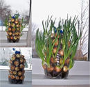 Growing Onions Vertically On The Windowsill | Auntie Dogma's Garden Spot on WordPress.com