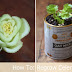 Growing Celery Indoors: Never Buy Celery Again | 17 Apart: Growing Celery Indoors: Never Buy Celery Again