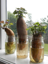 Sweet Potatoes Home Joys: Growing