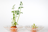 Grow CarrotsTop Greens From Carrots - Sprouting Carrot Tops With Kids