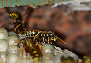 Bee and Wasp Removal for Homeowners: What to Do Before, During, and After the Process