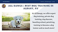 Best Dog Training in Albany, NY
