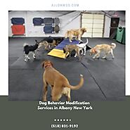 Dog Behavior Modification Services in Albany New York