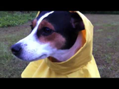 Little Dog In A Yellow Raincoat!!
