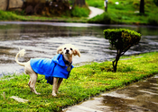 Best Dog Raincoats Reviews - Find only the best for your dog
