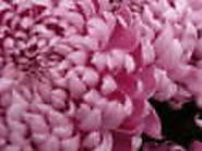 Daily Kos: "I'm Having Their Baby".